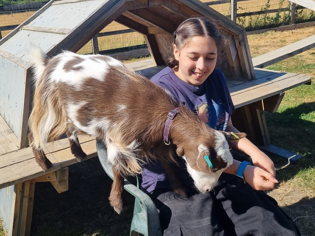 Little Goats At Brockenhurst-Brockenhurst必去景点