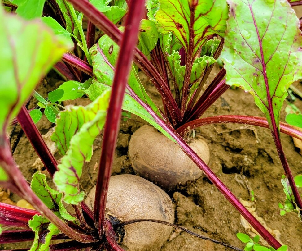 Hallock's U-Pick Farm-New Egypt必去景点