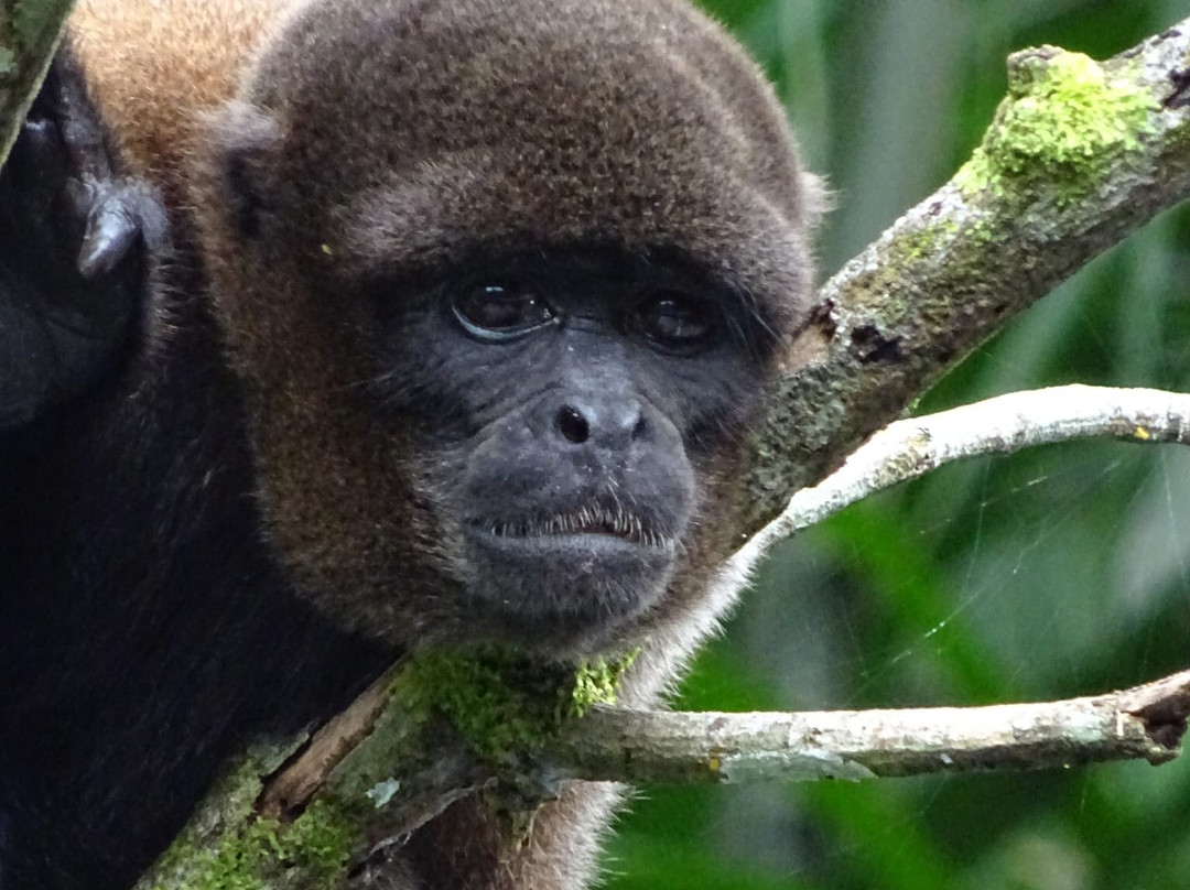 Selva Verde Tours-Misahualli必去景点