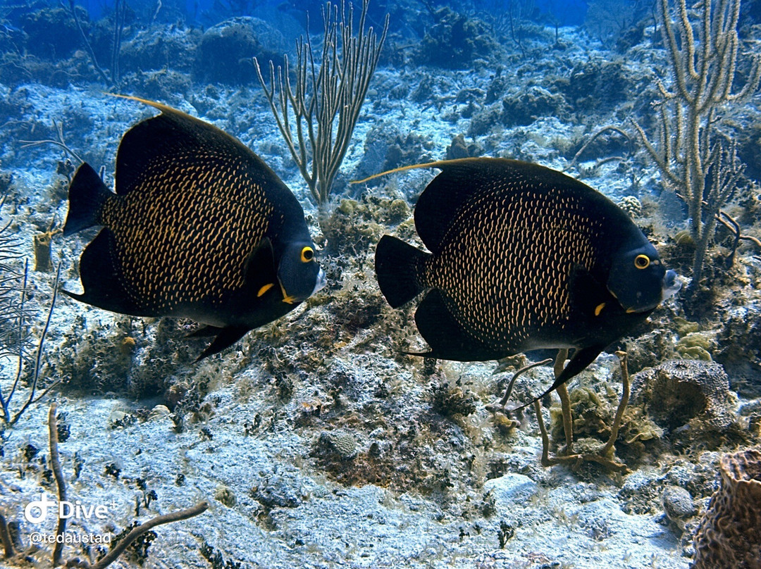 Cayman Brac Beach Resort主图