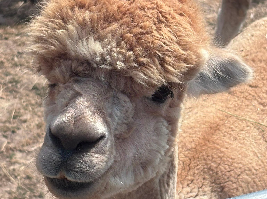 Reservoir Alpacas-Chard必去景点