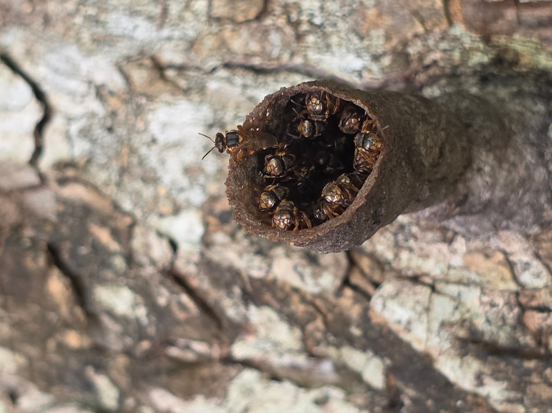 Mayan Bee Sanctuary-San Miguel de Cozumel必去景点