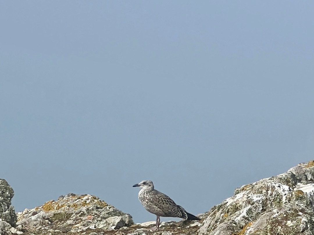 Pembrokeshire Islands Boat Trips-Marloes必去景点