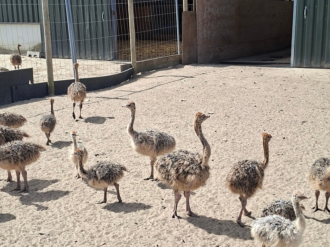 Struisvogelboerderij Monnikenwerve-斯勒伊斯必去景点