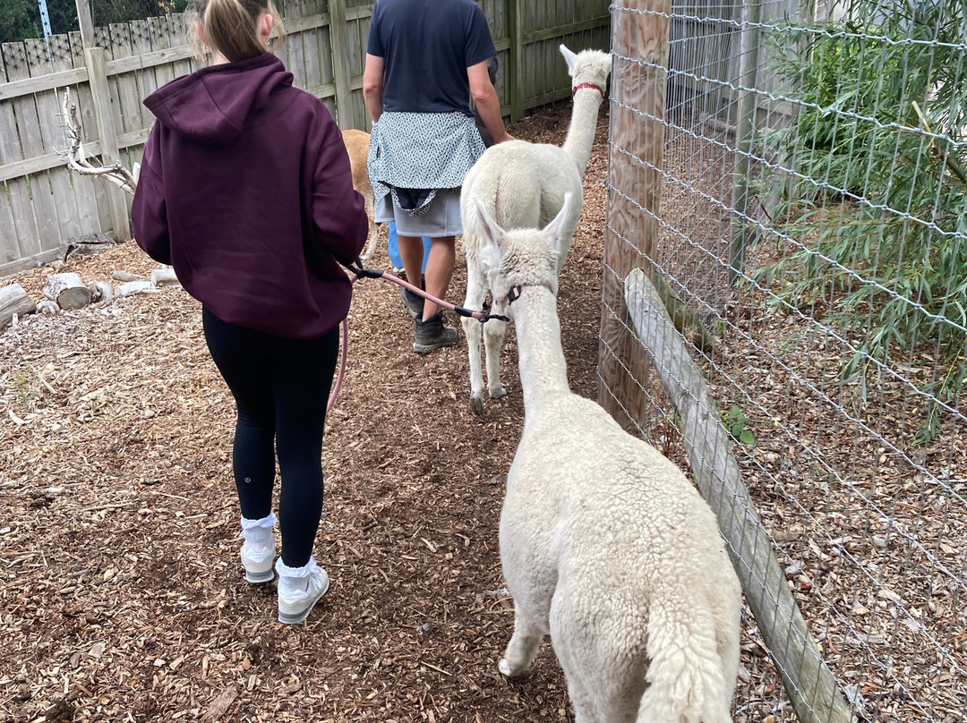 Nanny Sharon's Alpaca Farm C.I.C-Prenton必去景点
