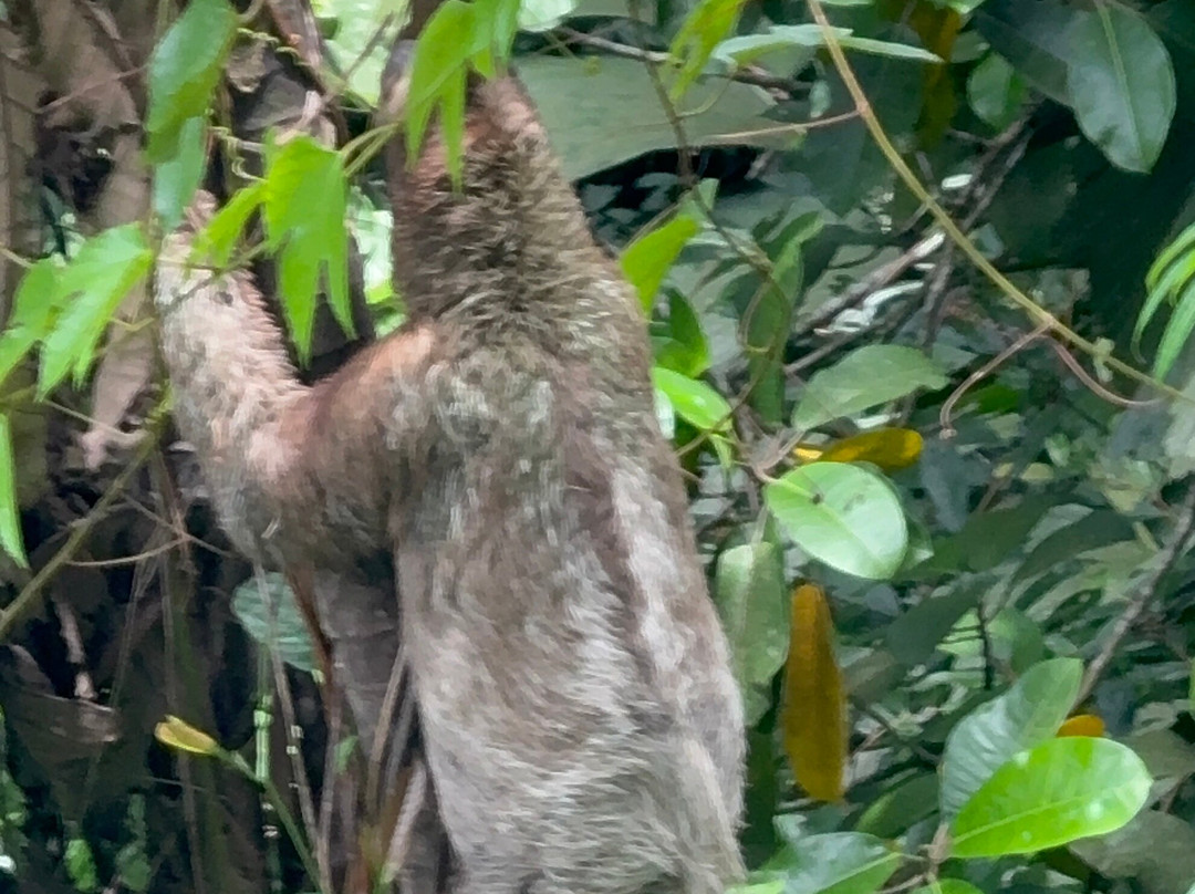 Canopy Safari-克波斯必去景点