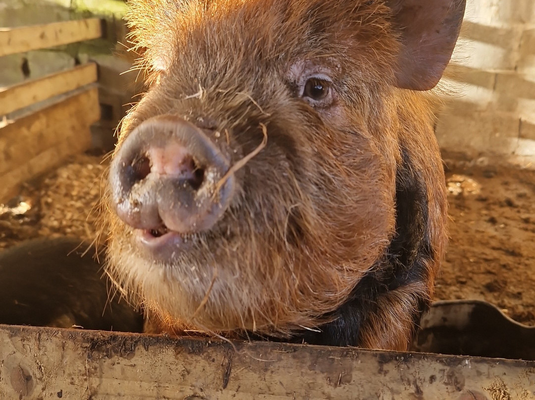 Murtagh's Organic Farm-Mullingar必去景点