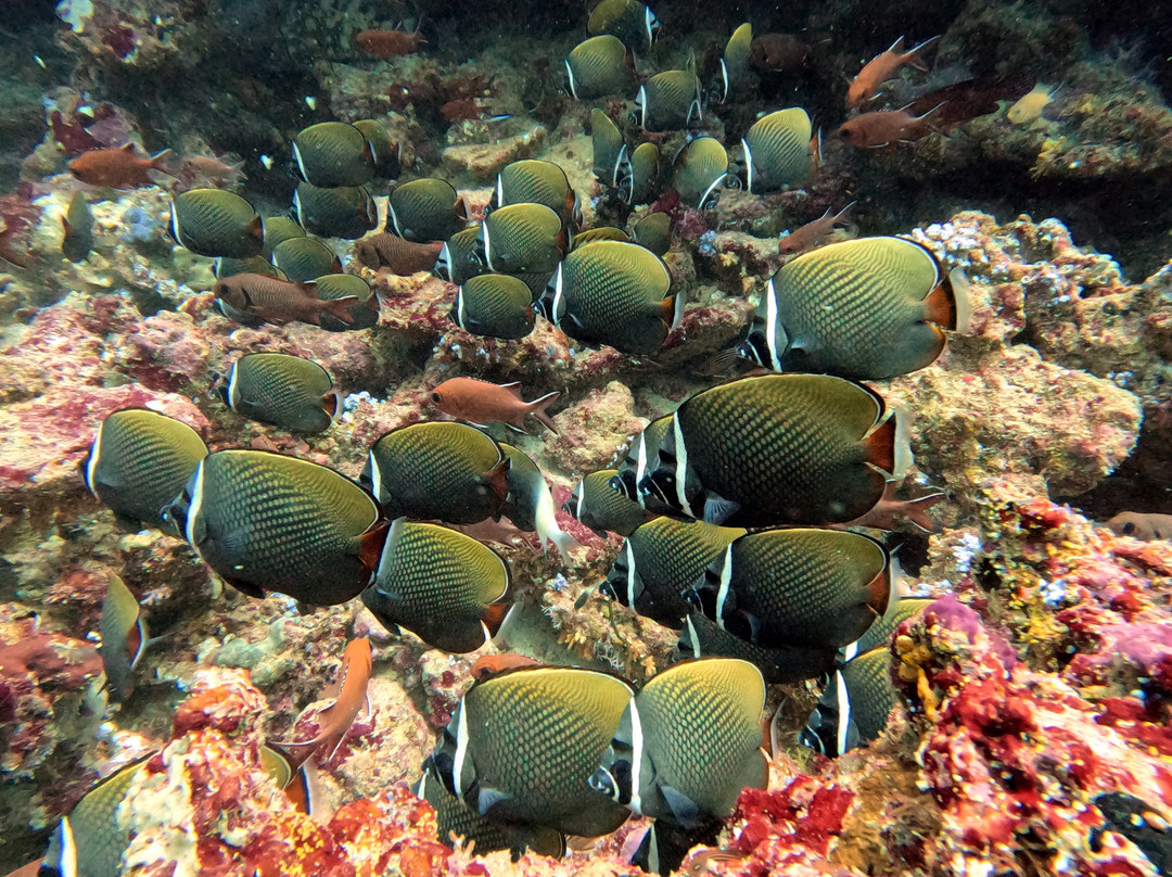 Himmafushi Scuba Adventure-Himmafushi Island必去景点