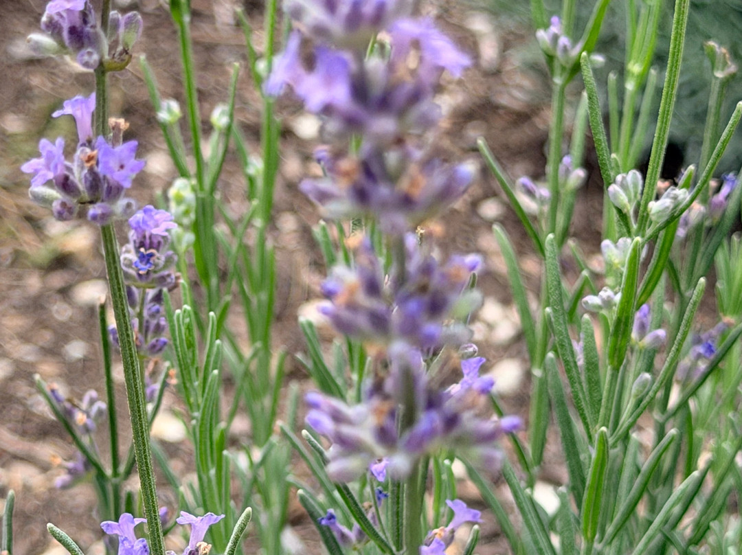 Long Row Lavender-Wright City必去景点