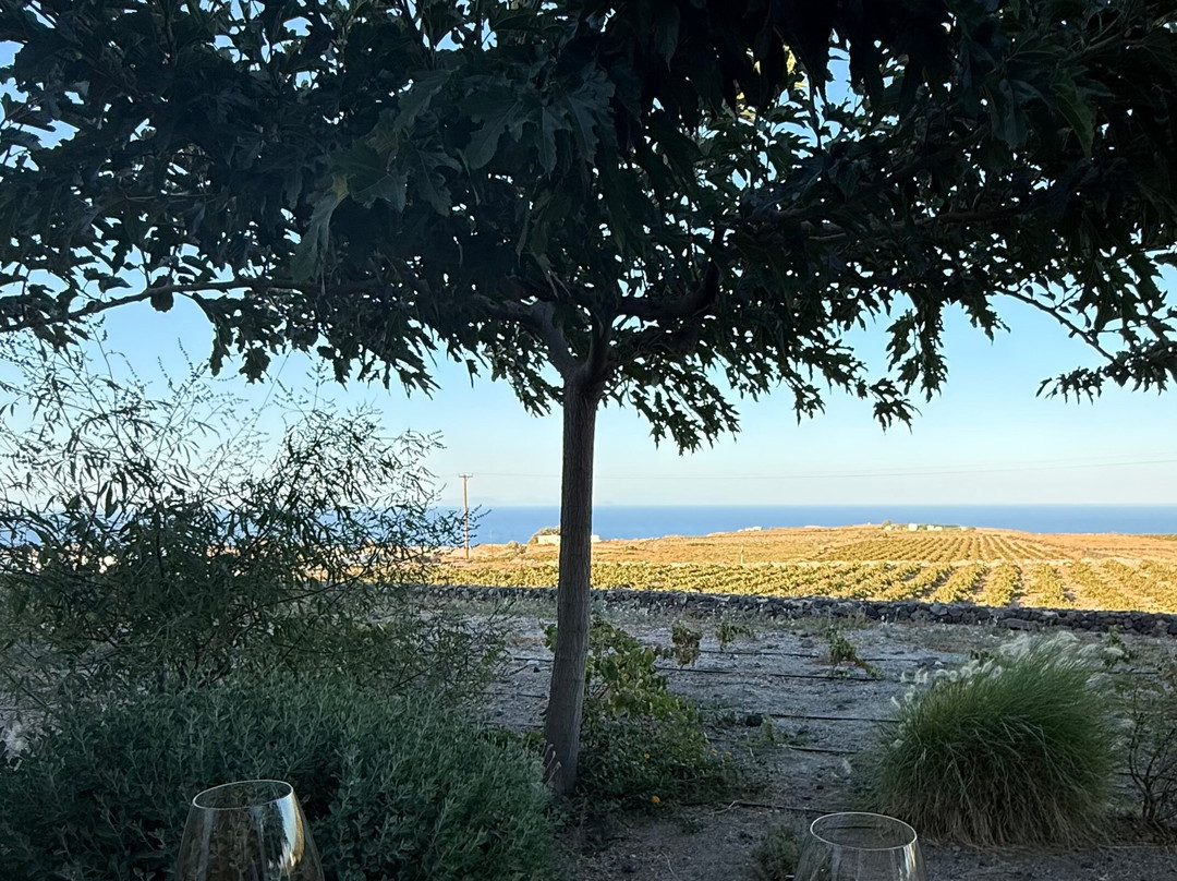 Vassaltis Vineyards-Vourvoulos必去景点