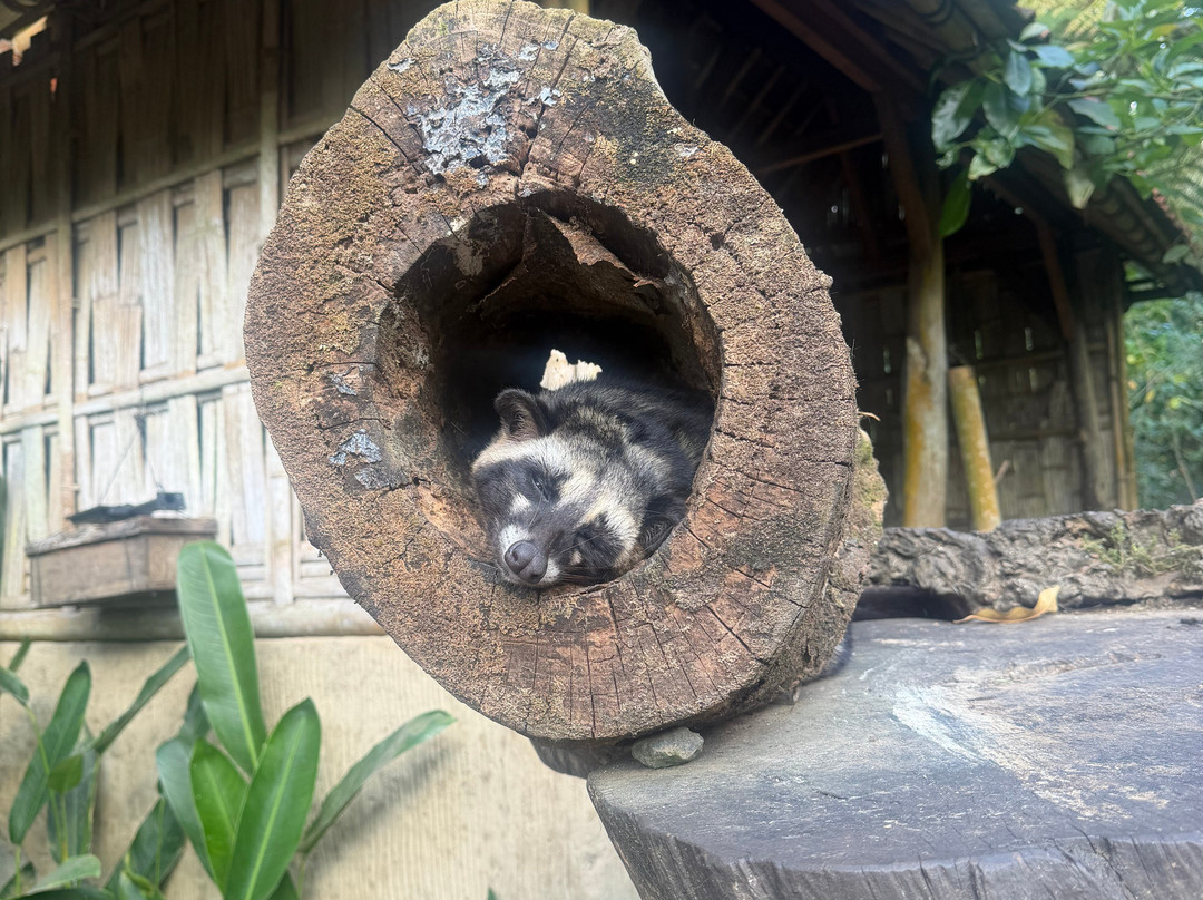 Pemulan Bali Coffee Plantation-Manukaya必去景点