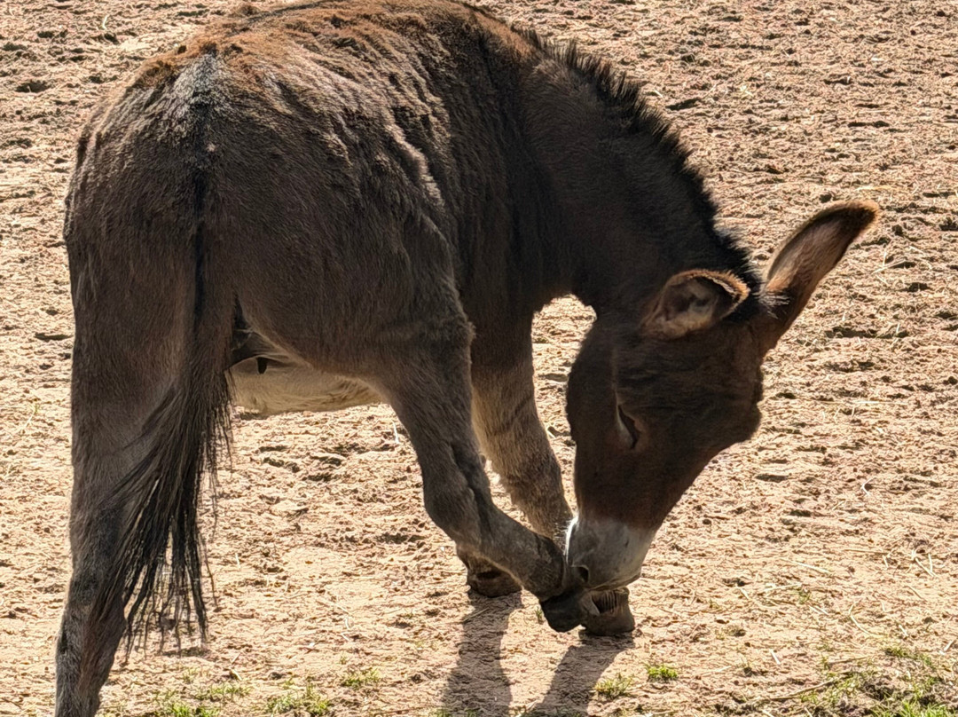 The Flicka Foundation - Donkey Sanctuary-Penryn必去景点