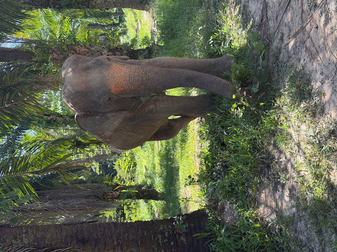 Following Giants - Krabi-Khlong Hin必去景点