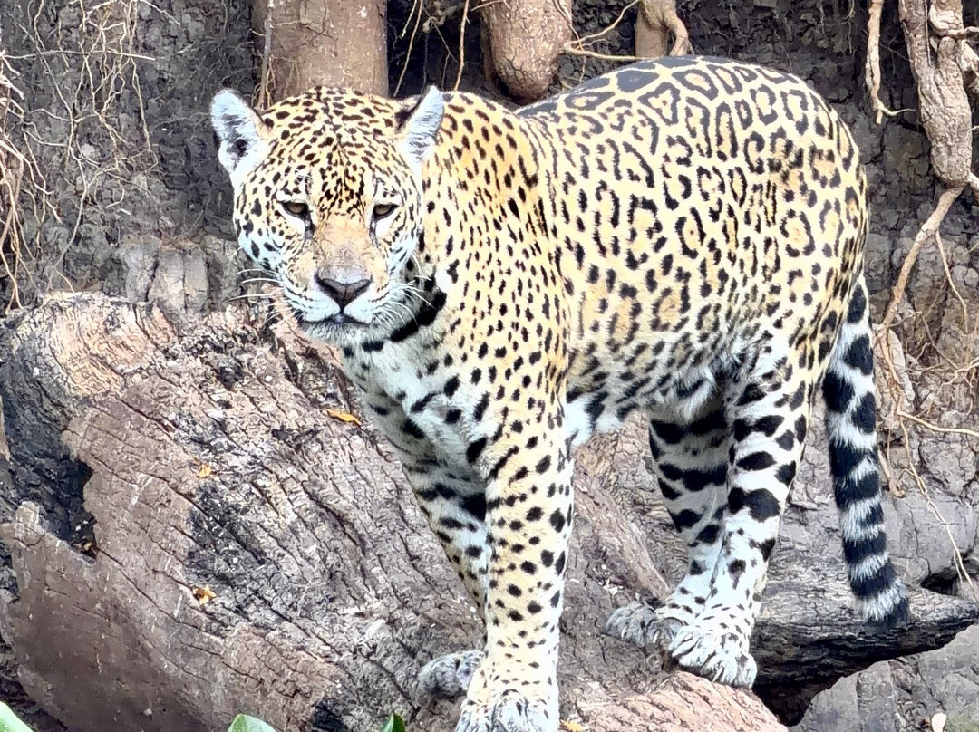 Pantanal Vip Service Turismo-Varzea Grande必去景点