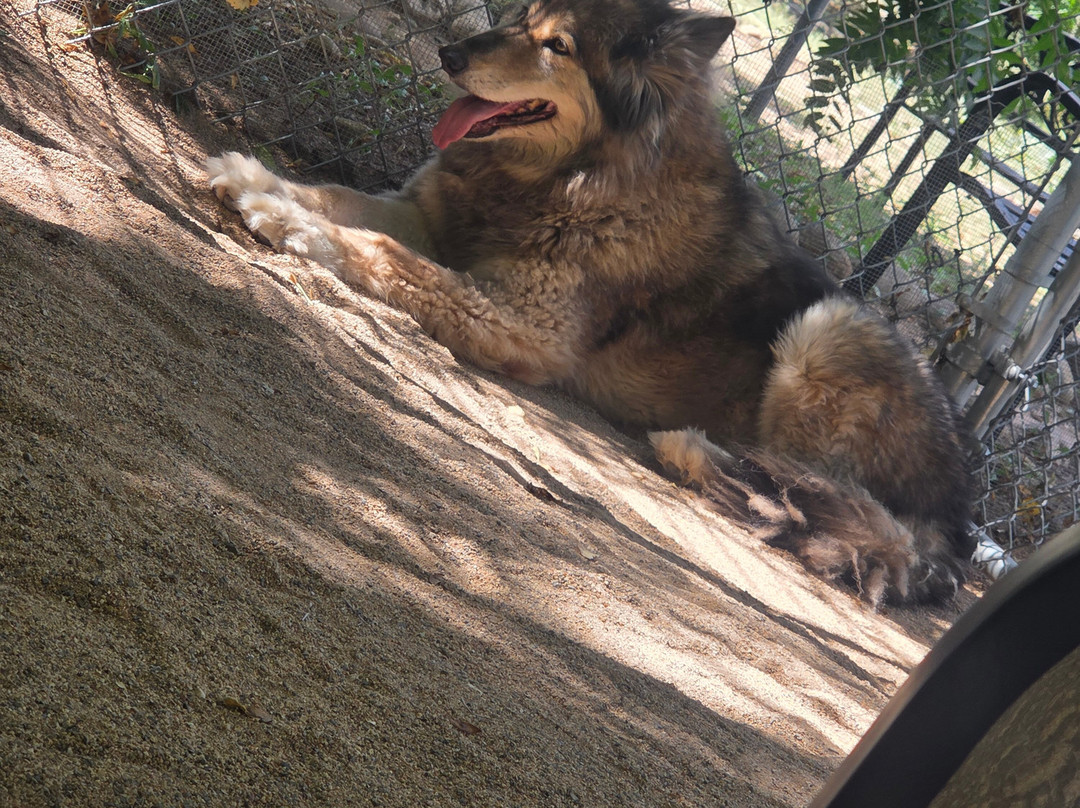Sedona Wolf Sanctuary-Rimrock必去景点