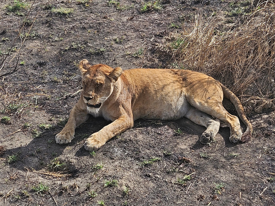 BADGER ADVENTURES TOURS & SAFARI-Arusha Chini必去景点