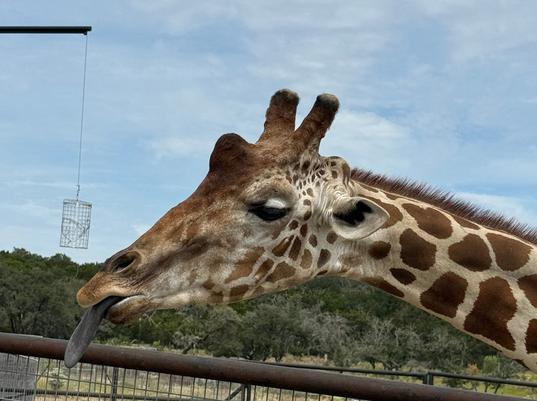 Giraffe Winery at Grapetown Vineyard-弗雷德里克斯堡必去景点