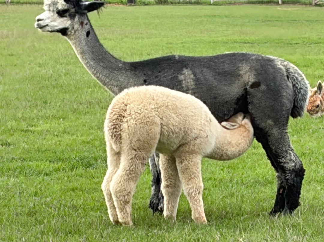 Alpaca Walking - With Spring Farm Alpacas-Fletching必去景点