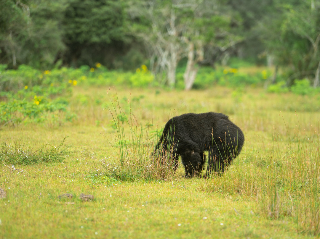 Wilpattu National Park-Saliyapura必去景点