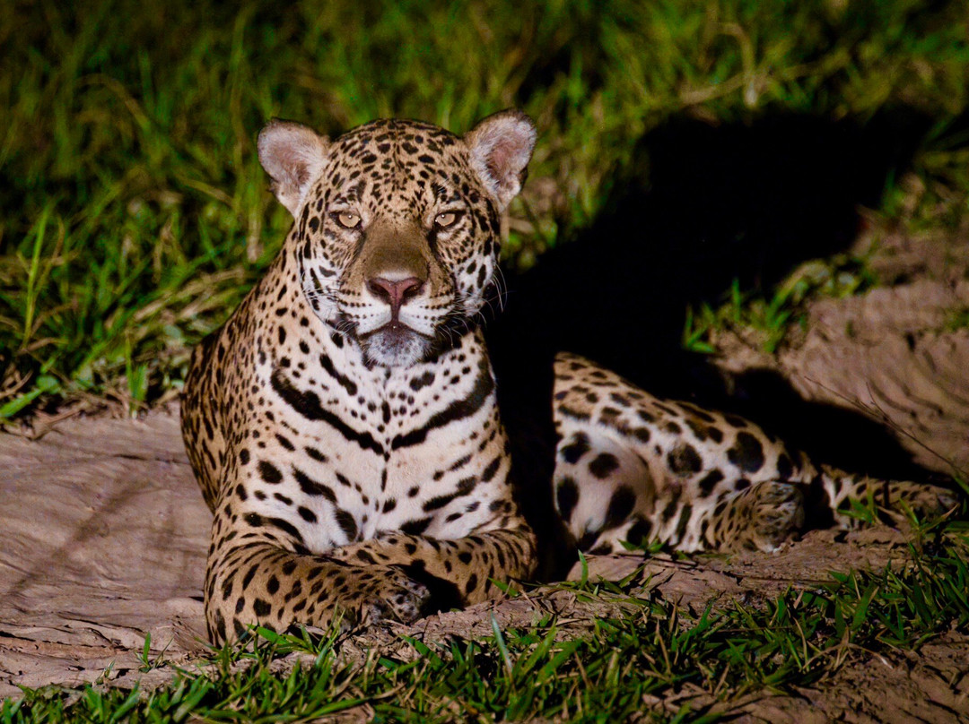 Pantanal Photo Tours-伊利亚贝拉必去景点