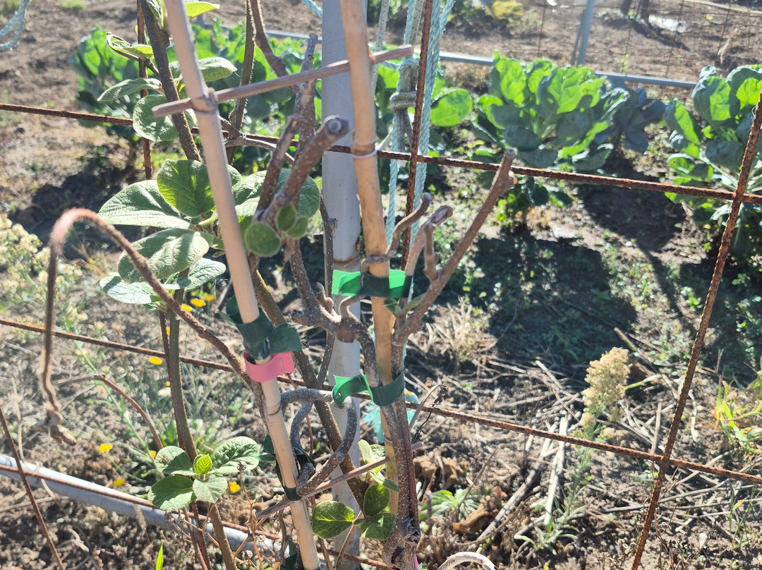 Floralie's Garden