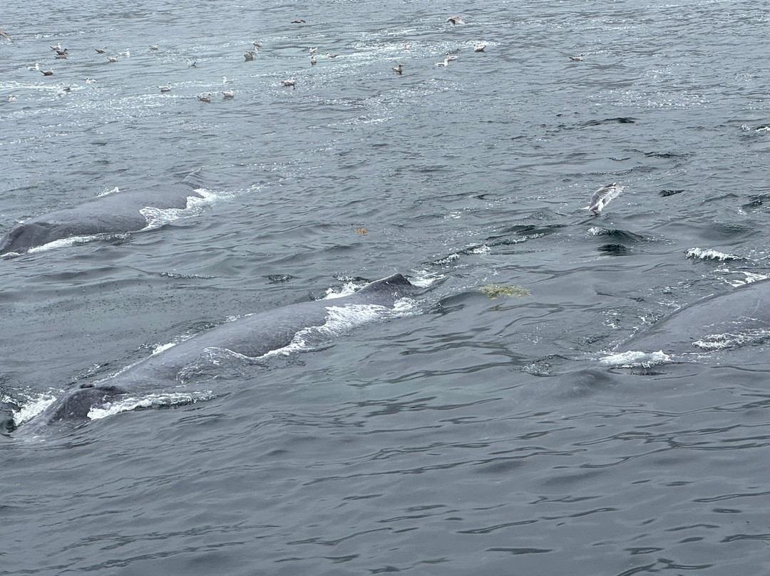 Icy Strait Whale Adventures-胡纳必去景点