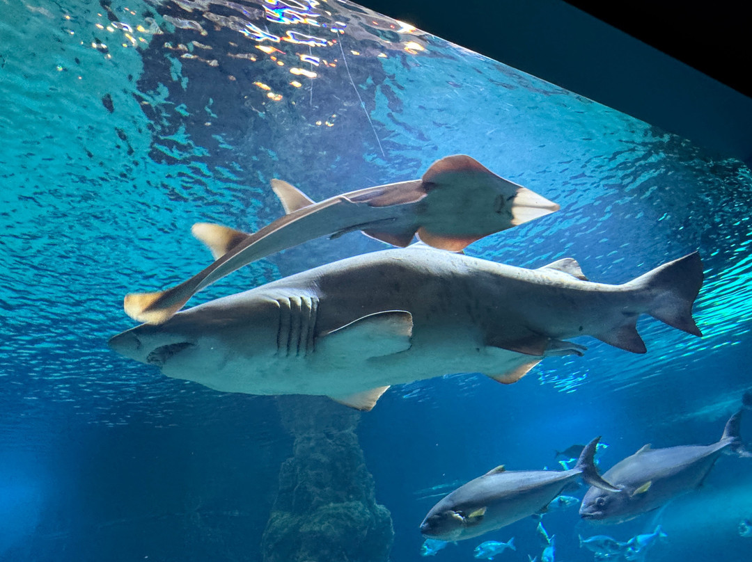 Aquárium Costa de Almería-滨海罗克塔斯必去景点