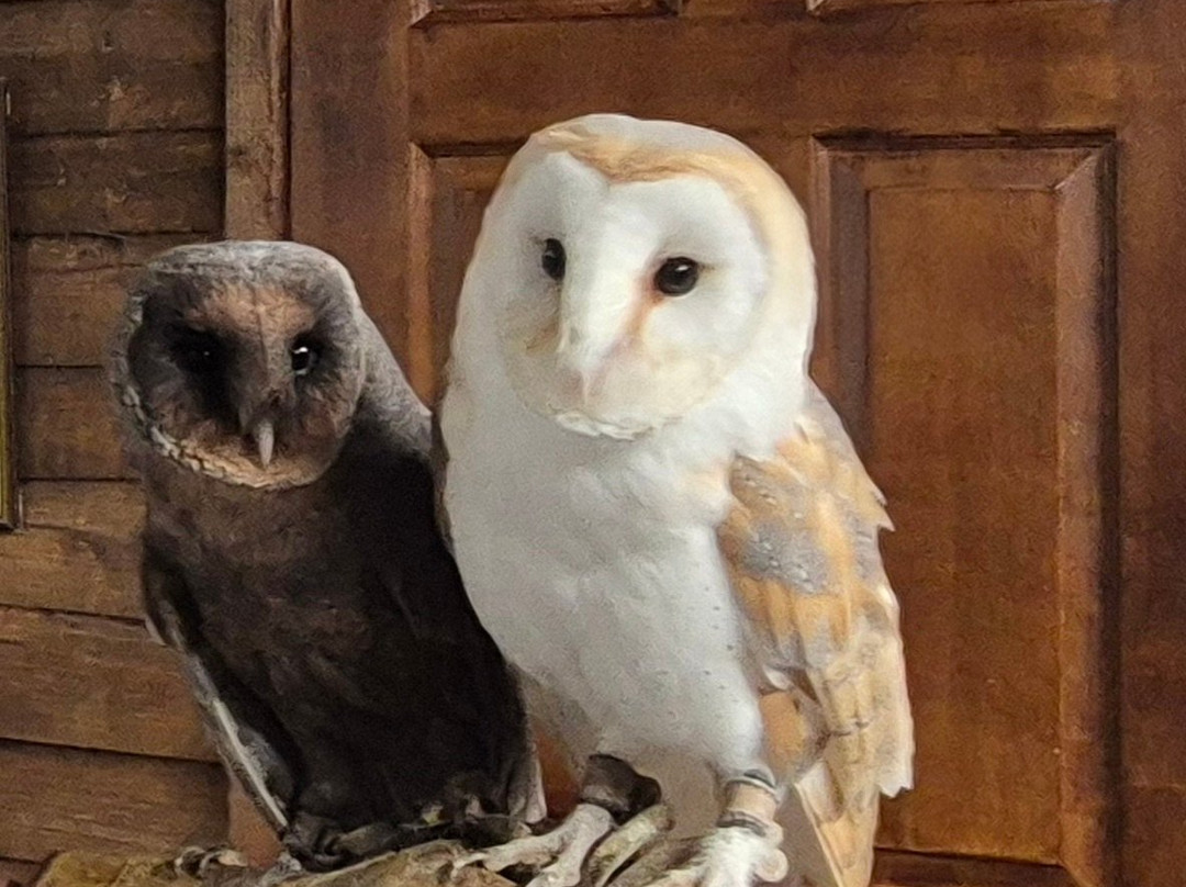 Riverside Falconry-纽卡斯尔必去景点