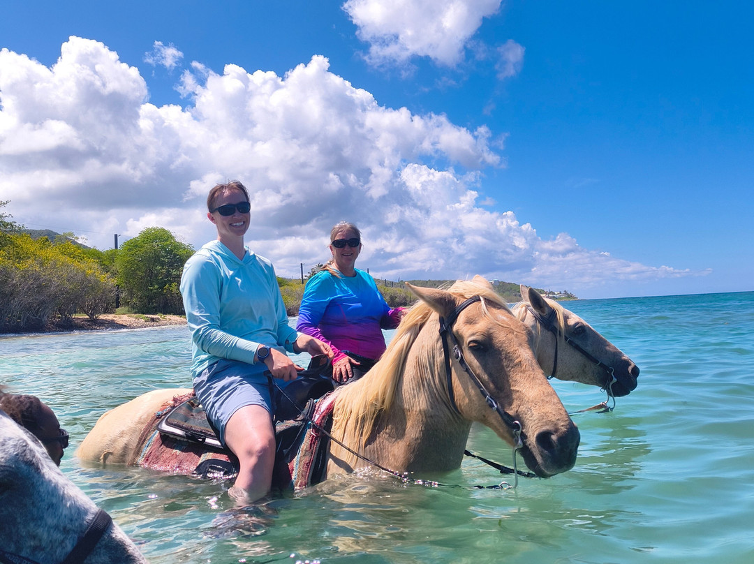 Equus Rides Horseback Riding St. Croix-Frederiksted必去景点