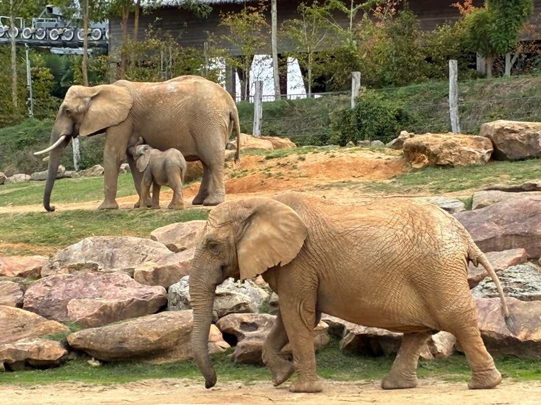 ZooParc de Beauval-圣艾尼昂必去景点