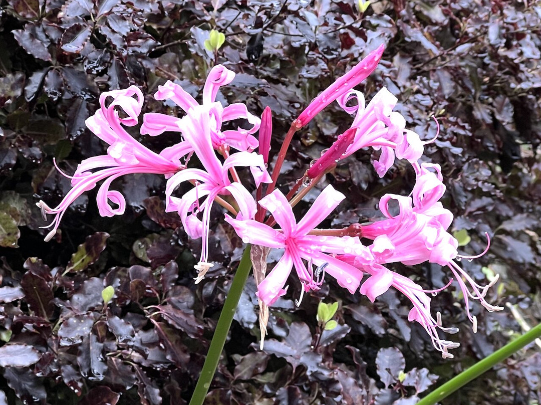 Dingle Nursery And Garden-Welshpool必去景点