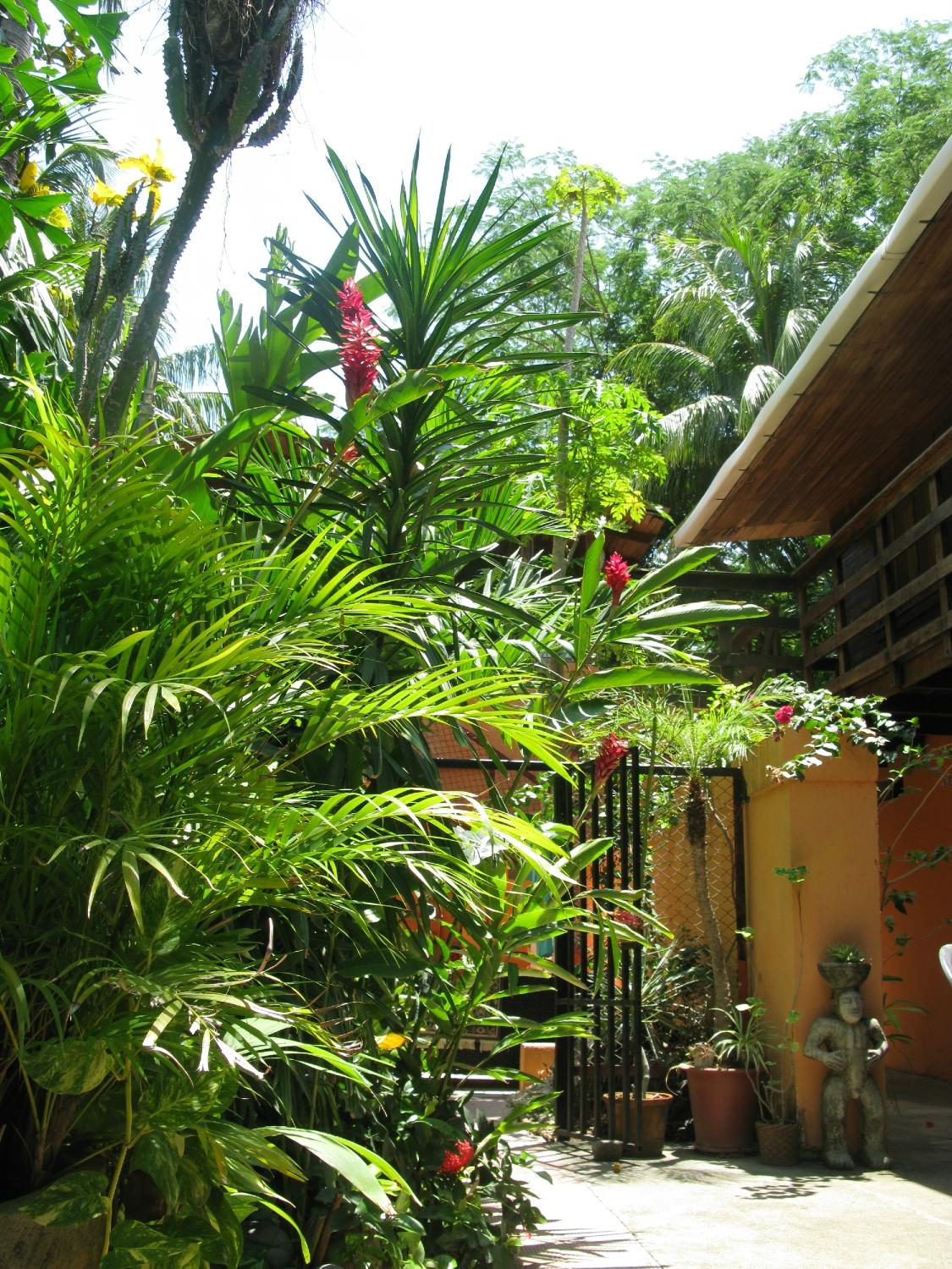 Iguana Inn-泳池