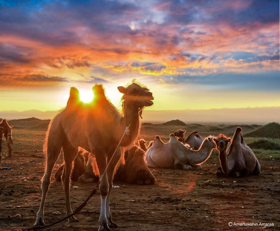 Chimgee's Guesthouse