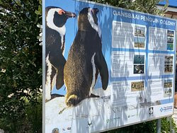 African Penguin & Seabird Sanctuary景点图片