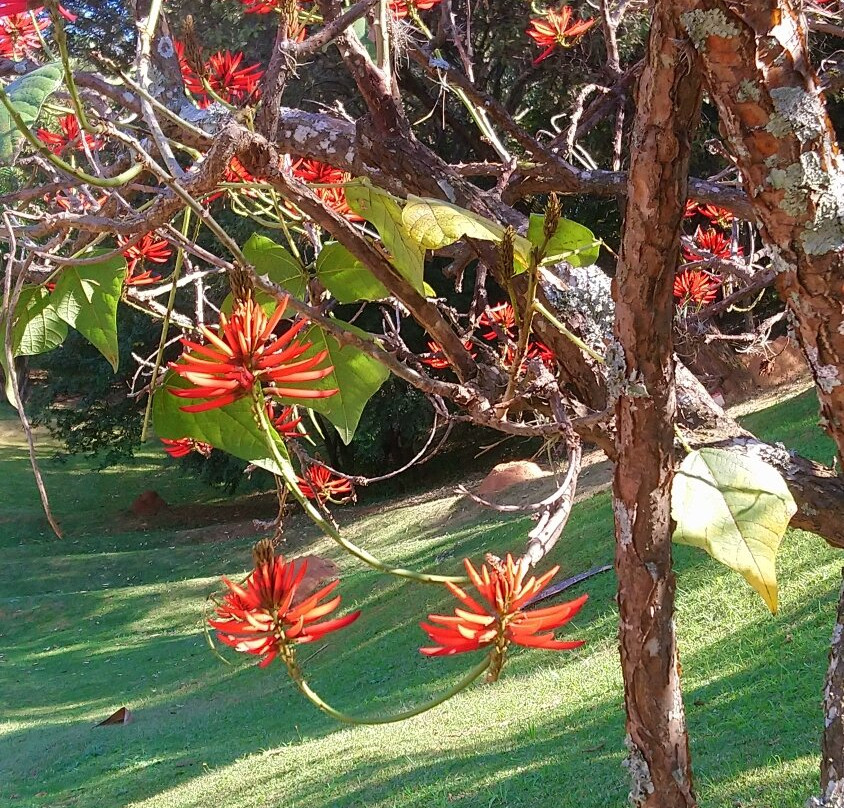 Jardim Botânico de Jundiaí-容迪亚伊必去景点