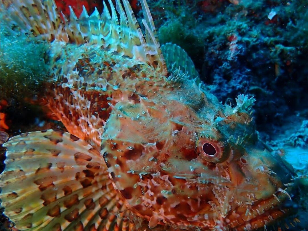 Dossotaigua Dive Center-普拉特哈达罗必去景点