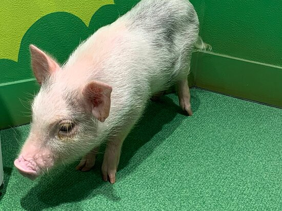 Mipig Cafe Aeon Laketown-越谷市必去景点