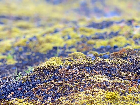 米达尔斯冰原-维克必去景点