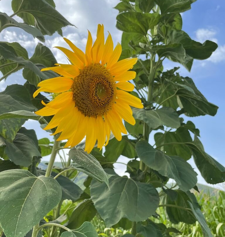 B&B Il Girasole主图