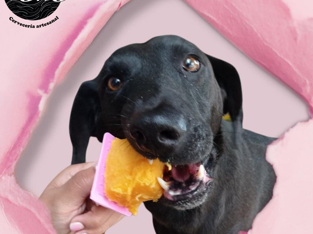 Täna Cervecería Artesanal