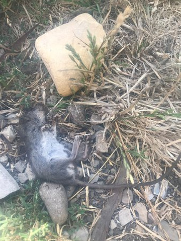 Refugio State Beach-戈利塔必去景点