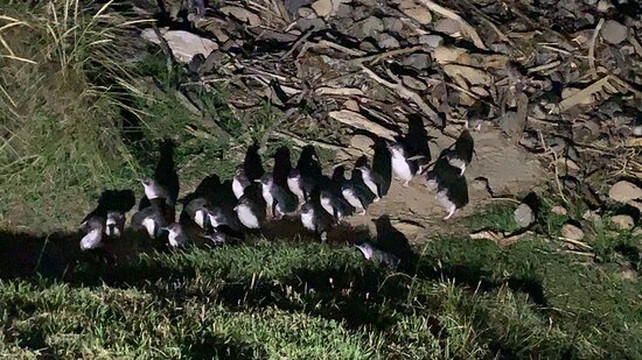 Blue Penguins Pukekura-但尼丁必去景点