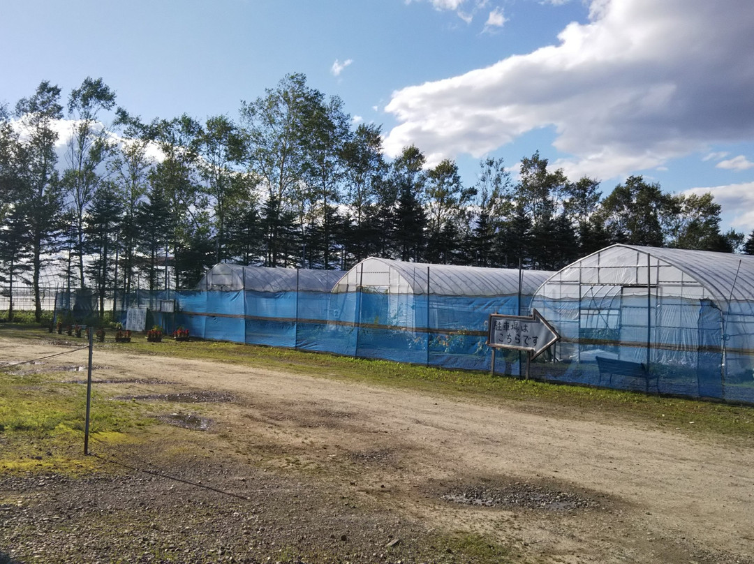 池田町旅游景点-Makubetsu Strawberry Farm