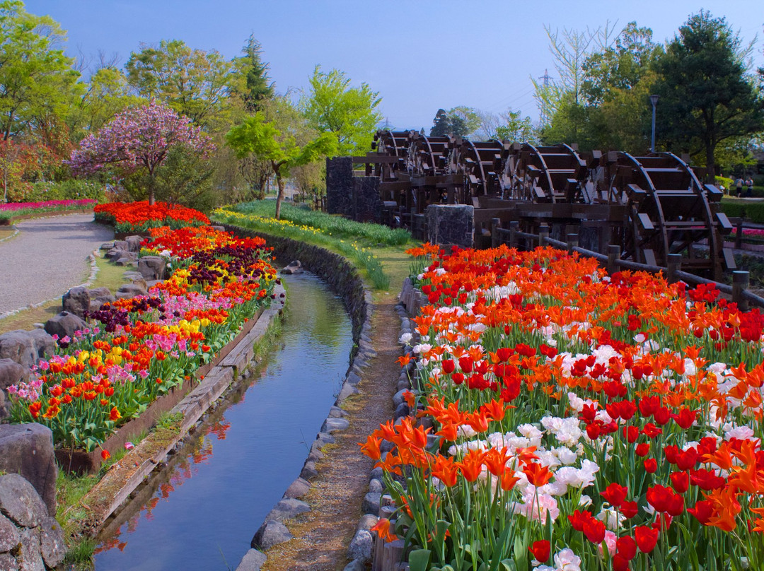 Tonami Tulip Park景点图片