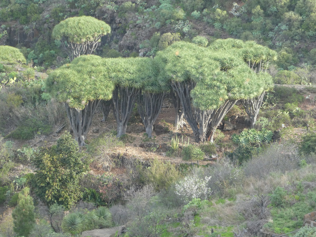 Las Tricias旅游攻略图片