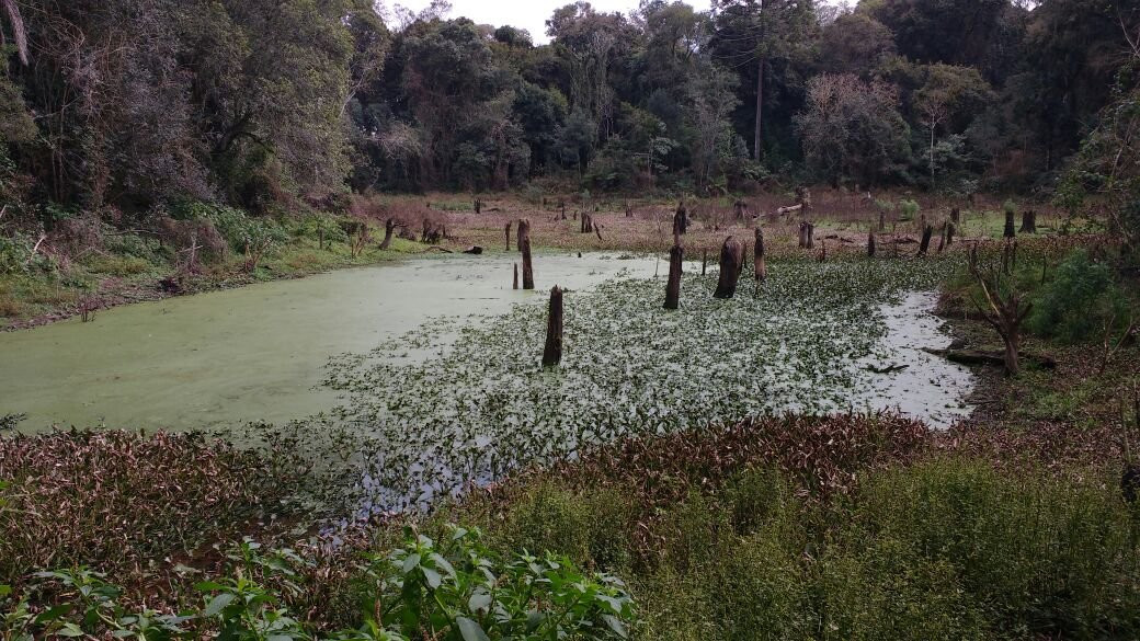Parque Estadual das Araucárias景点图片