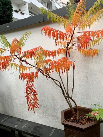 Die Kulinarische Schnitzeljagd-杜塞尔多夫必去景点