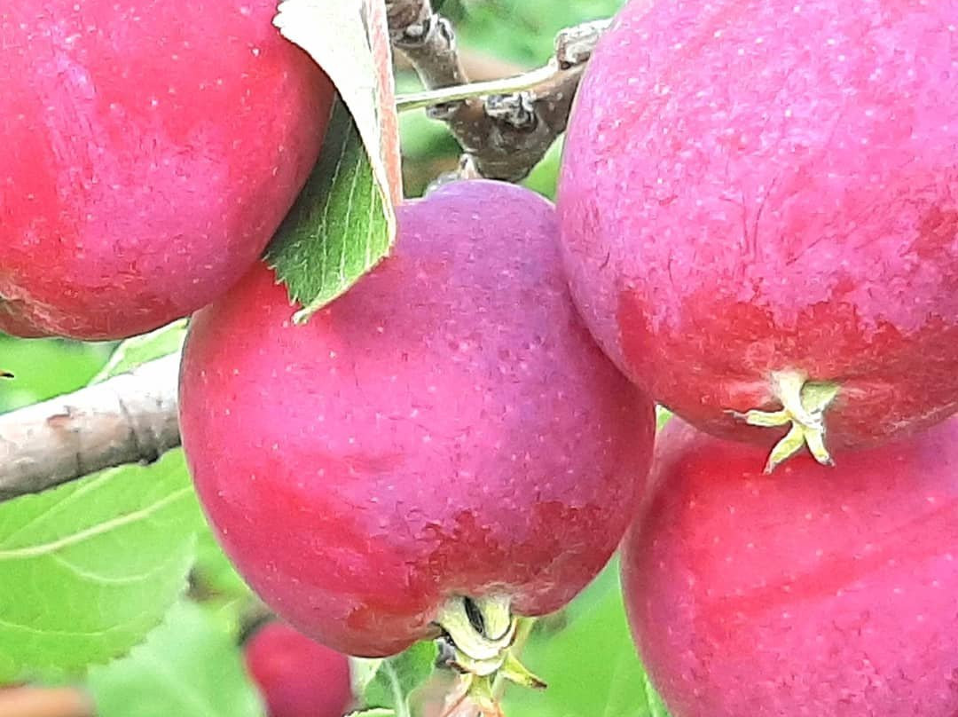 Cidrerie Verger Ferland-Compton必去景点