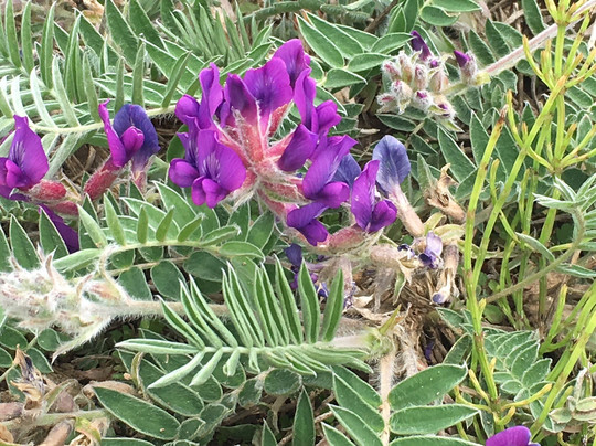 Takayama Botanical Garden