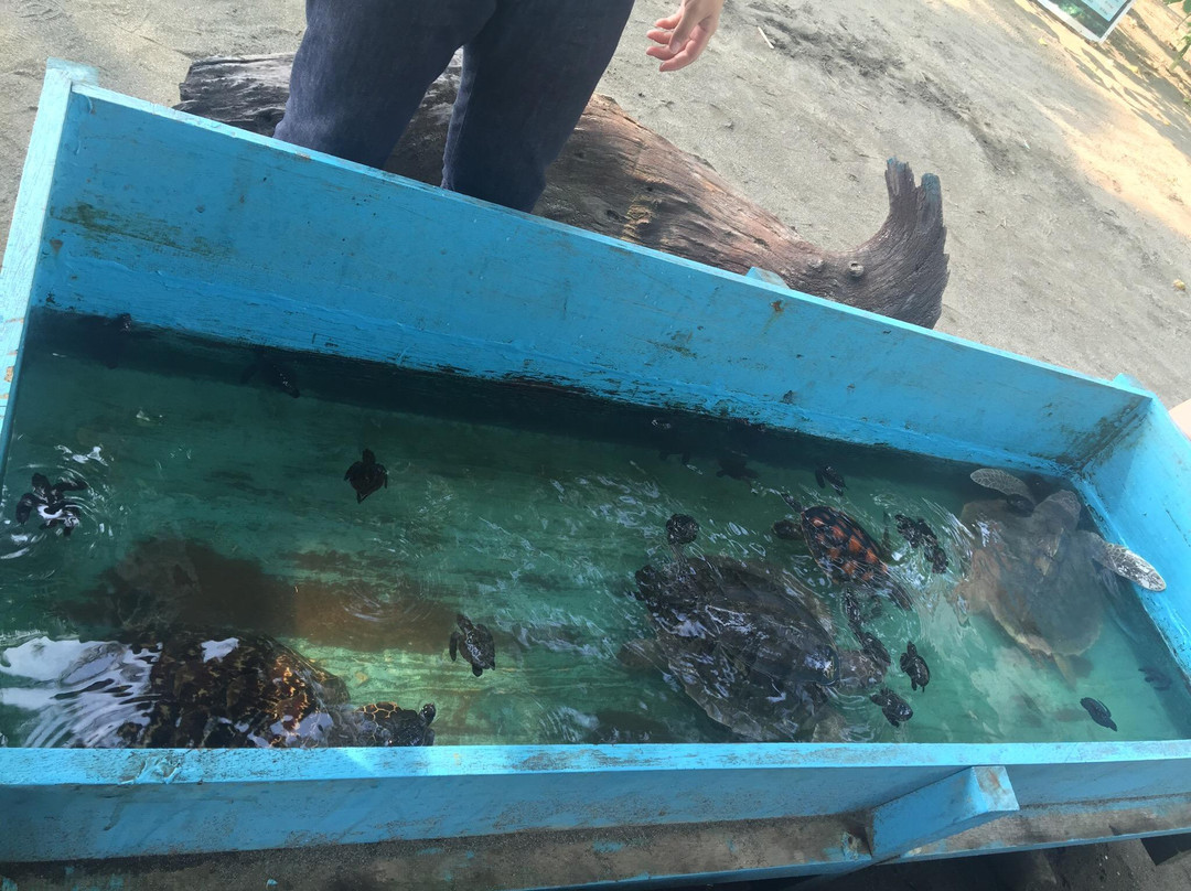 Pawikan Sanctuary-Maitum必去景点